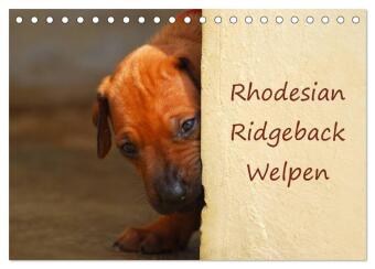 Kalender/agenda Rhodesian Ridgeback Welpen (Tischkalender 2027 DIN A5 quer), CALVENDO Monatskalender Calvendo