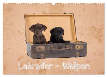Naptár/Határidőnapló Labrador - Welpen (Wandkalender 2027 DIN A3 quer), CALVENDO Monatskalender Calvendo