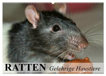 Kalender/agenda Ratten - Gelehrige Haustiere (Wandkalender 2027 DIN A2 quer), CALVENDO Monatskalender Calvendo