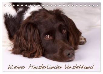 Kalendář/Diář Kleiner Münsterländer Vorstehhund (Tischkalender 2027 DIN A5 quer), CALVENDO Monatskalender Calvendo