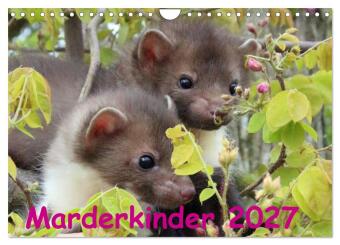 Koledar/Rokovnik Marderkinder (Wandkalender 2027 DIN A4 quer), CALVENDO Monatskalender Calvendo