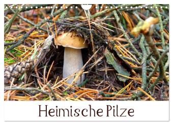 Kalender/agenda Heimische Pilze (Wandkalender 2027 DIN A4 quer), CALVENDO Monatskalender Calvendo
