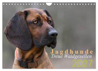 Kalender/agenda Jagdhunde - Treue Waidgesellen (Wandkalender 2027 DIN A4 quer), CALVENDO Monatskalender Calvendo