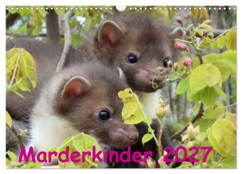 Kalender/Terminbuch Marderkinder (Wandkalender 2027 DIN A3 quer), CALVENDO Monatskalender Calvendo