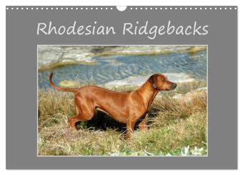 Kalender/Terminbuch Rhodesian Ridgebacks (Wandkalender 2027 DIN A3 quer), CALVENDO Monatskalender Calvendo