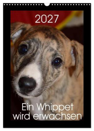 Kalender/agenda Ein Whippet wird erwachsen (Wandkalender 2027 DIN A3 hoch), CALVENDO Monatskalender Calvendo
