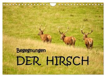 Kalender/agenda Begegnungen. DER HIRSCH (Wandkalender 2027 DIN A4 quer), CALVENDO Monatskalender Calvendo