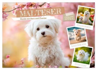 Kalendář/Diář Malteser - Hunde mit Herz und Charme (Wandkalender 2027 DIN A2 quer), CALVENDO Monatskalender 