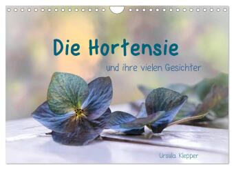 Kalender/Terminbuch Die Hortensie und ihre vielen Gesichter (Wandkalender 2027 DIN A4 quer), CALVENDO Monatskalender Calvendo