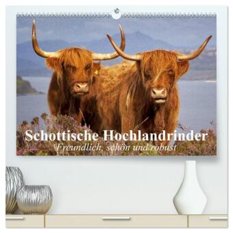 Kalender/Terminbuch Schottische Hochlandrinder. Freundlich, schön und robust (hochwertiger Premium Wandkalender 2027 DIN A2 quer), Kunstdruck in Hochglanz Calvendo