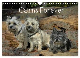Calendario/Diario Cairns Forever (Wandkalender 2027 DIN A4 quer), CALVENDO Monatskalender Calvendo