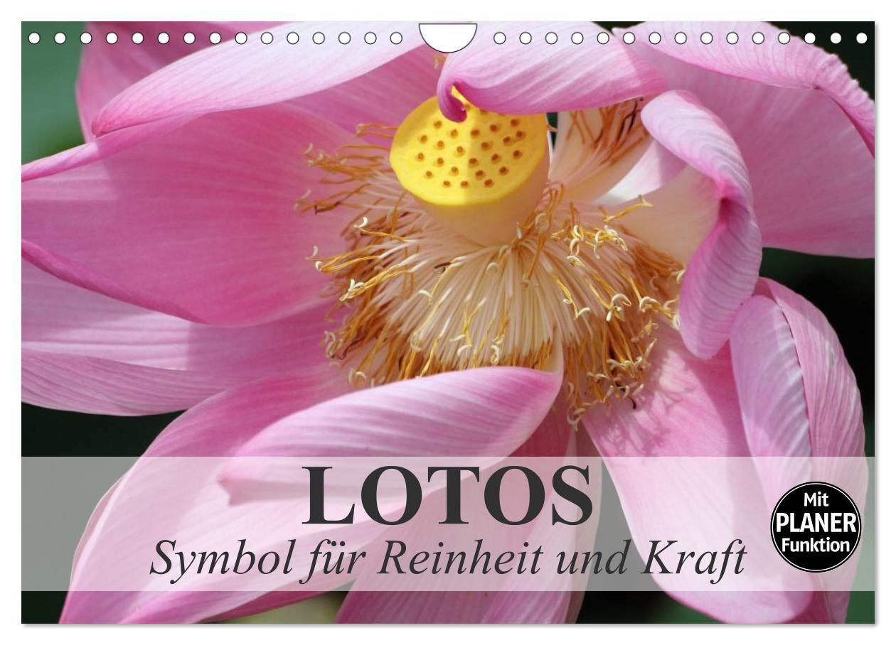 Naptár/Határidőnapló Lotos. Symbol für Reinheit und Kraft (Wandkalender 2027 DIN A4 quer), CALVENDO Monatskalender Calvendo