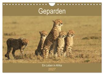 Kalender/Terminbuch Geparden - Ein Leben in Afrika (Wandkalender 2027 DIN A4 quer), CALVENDO Monatskalender Calvendo