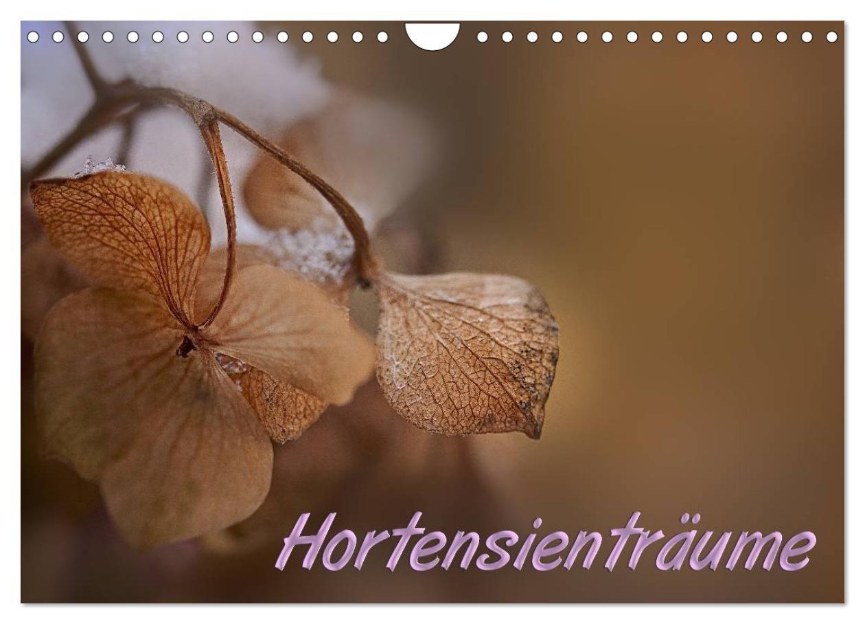 Kalender/Terminbuch Hortensienträume (Wandkalender 2027 DIN A4 quer), CALVENDO Monatskalender Calvendo