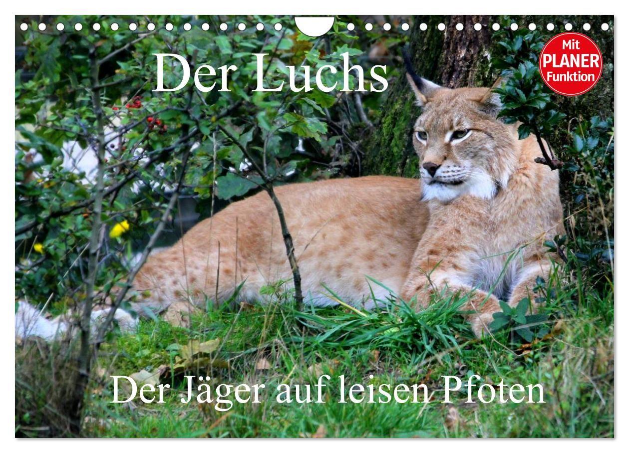 Kalender/Terminbuch Der Luchs - Der Jäger auf leisen Pfoten (Wandkalender 2027 DIN A4 quer), CALVENDO Monatskalender Calvendo