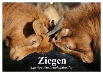 Kalender/Terminbuch Ziegen. Lustige Ausbruchskünstler (Wandkalender 2027 DIN A2 quer), CALVENDO Monatskalender Calvendo