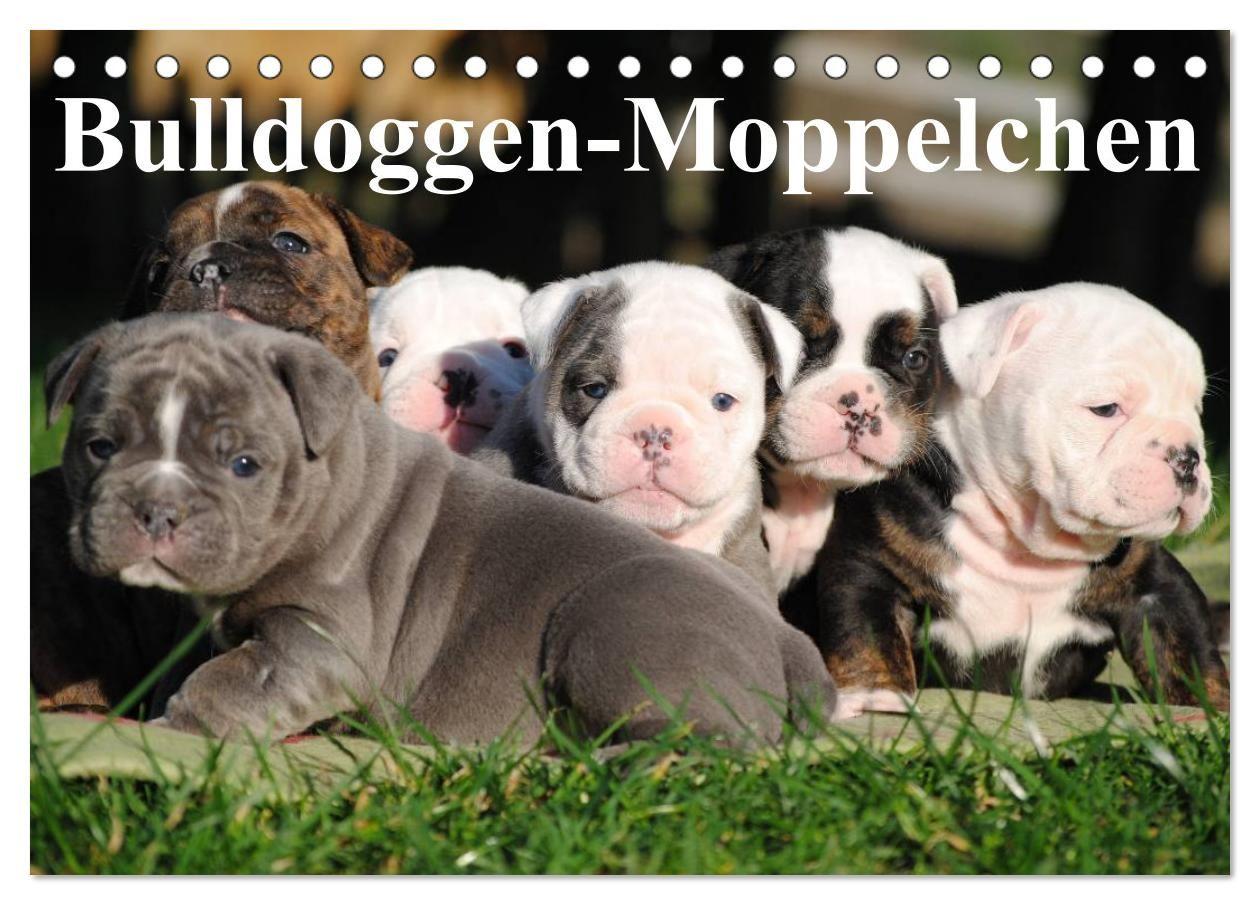 Calendario/Agenda Bulldoggen-Moppelchen (Tischkalender 2027 DIN A5 quer), CALVENDO Monatskalender Calvendo