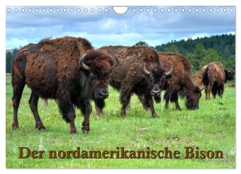 Kalender/Terminbuch Der nordamerikanische Bison (Wandkalender 2027 DIN A4 quer), CALVENDO Monatskalender Calvendo
