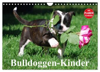 Kalender/Terminbuch Bulldoggen-Kinder (Wandkalender 2027 DIN A4 quer), CALVENDO Monatskalender Calvendo