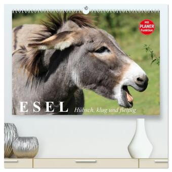 Kalender/agenda Esel. Hübsch, klug und fleißig (hochwertiger Premium Wandkalender 2027 DIN A2 quer), Kunstdruck in Hochglanz Calvendo
