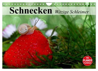 Kalender/Terminbuch Schnecken. Witzige Schleimer (Wandkalender 2027 DIN A4 quer), CALVENDO Monatskalender Calvendo
