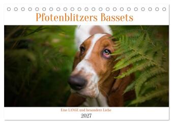 Naptár/Határidőnapló Der Basset, eine LANGE und besondere Liebe (Tischkalender 2027 DIN A5 quer), CALVENDO Monatskalender Calvendo