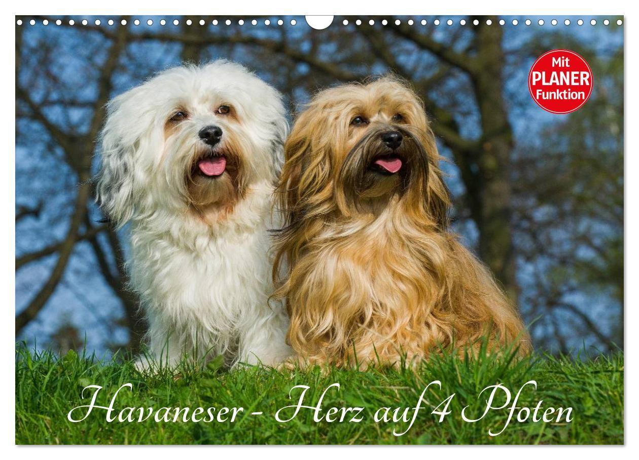 Kalender/Terminbuch Havaneser - Herz auf 4 Pfoten (Wandkalender 2027 DIN A3 quer), CALVENDO Monatskalender Calvendo