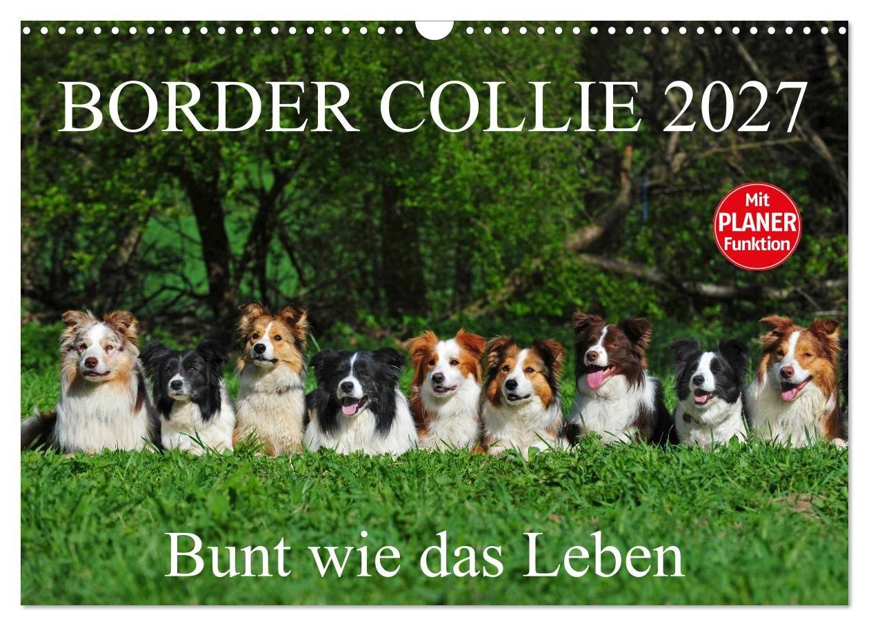 Naptár/Határidőnapló Border Collie 2027 (Wandkalender 2027 DIN A3 quer), CALVENDO Monatskalender Calvendo