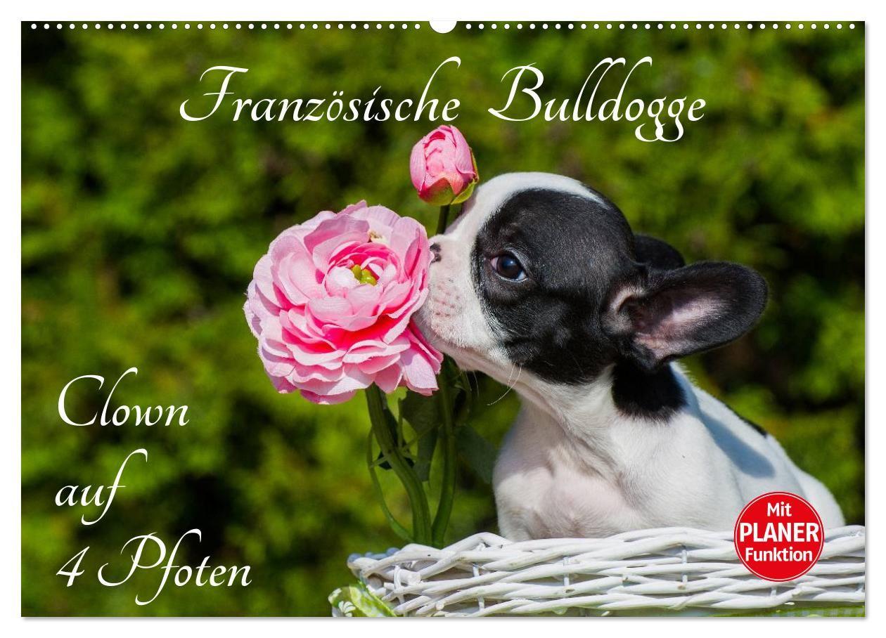 Kalendář/Diář Französische Bulldogge - Clown auf 4 Pfoten (Wandkalender 2027 DIN A2 quer), CALVENDO Monatskalender Calvendo