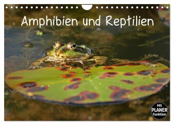 Kalendář/Diář Amphibien und Reptilien (Wandkalender 2027 DIN A4 quer), CALVENDO Monatskalender Calvendo