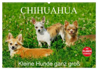 Kalender/agenda Chihuahua - Kleine Hunde ganz groß (Wandkalender 2027 DIN A2 quer), CALVENDO Monatskalender Calvendo