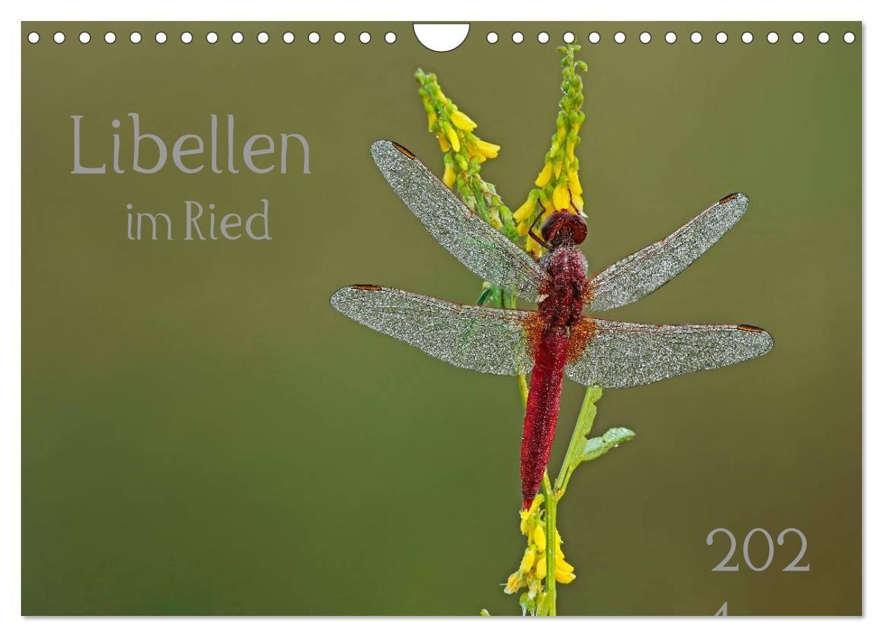 Naptár/Határidőnapló Libellen im Ried (Wandkalender 2027 DIN A4 quer), CALVENDO Monatskalender Calvendo
