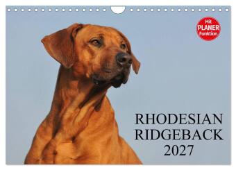 Naptár/Határidőnapló Rhodesian Ridgeback 2027 (Wandkalender 2027 DIN A4 quer), CALVENDO Monatskalender Calvendo