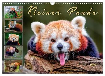 Kalendár/Diár Kleiner Panda (Wandkalender 2027 DIN A3 quer), CALVENDO Monatskalender Calvendo