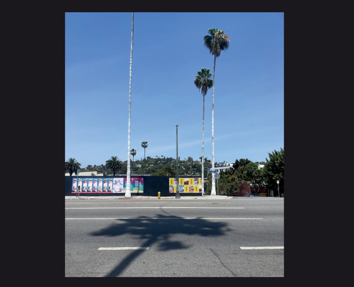 Buch Palm Trees Phil Stark