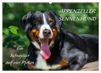 Kalendář/Diář Appenzeller Sennenhund - Ein Schweizer auf 4 Pfoten (Wandkalender 2027 DIN A2 quer), CALVENDO Monatskalender Calvendo
