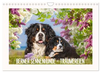 Kalendář/Diář Berner Sennenhunde - Träumereien (Wandkalender 2027 DIN A4 quer), CALVENDO Monatskalender Calvendo