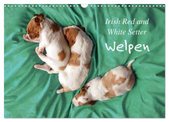 Kalendář/Diář Irish Red and White Setter Welpen (Wandkalender 2027 DIN A3 quer), CALVENDO Monatskalender Calvendo