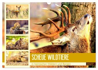 Kalendář/Diář Scheue Wildtiere in heimischen Wäldern und Bergen (Wandkalender 2027 DIN A3 quer), CALVENDO Monatskalender Calvendo