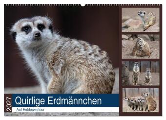 Kalendář/Diář Quirlige Erdmännchen (Wandkalender 2027 DIN A2 quer), CALVENDO Monatskalender Calvendo