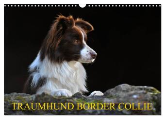 Kalendář/Diář Traumhund Border Collie (Wandkalender 2027 DIN A3 quer), CALVENDO Monatskalender Calvendo