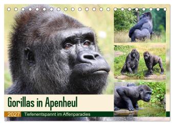 Kalendář/Diář Flachlandgorillas in Apenheul (Tischkalender 2027 DIN A5 quer), CALVENDO Monatskalender Calvendo