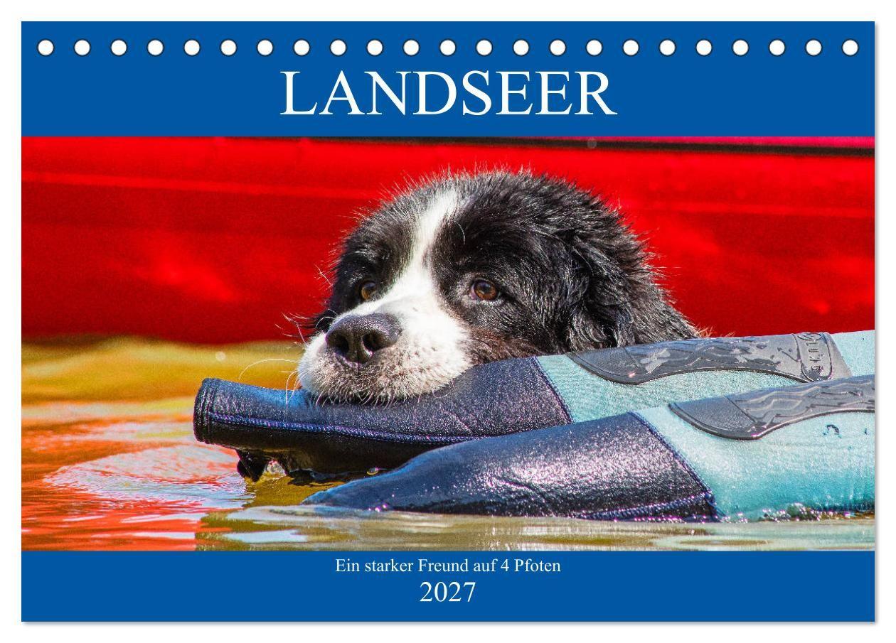 Kalendář/Diář Landseer - Ein starker Freund auf 4 Pfoten (Tischkalender 2027 DIN A5 quer), CALVENDO Monatskalender Calvendo