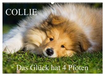 Kalendář/Diář Collie - Das Glück hat 4 Pfoten (Wandkalender 2027 DIN A2 quer), CALVENDO Monatskalender Calvendo