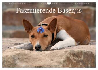 Kalendář/Diář Faszinierende Basenjis (Wandkalender 2027 DIN A3 quer), CALVENDO Monatskalender Calvendo