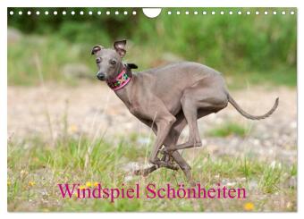 Kalendář/Diář Windspiel Schönheiten (Wandkalender 2027 DIN A4 quer), CALVENDO Monatskalender Calvendo
