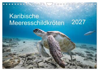 Kalendář/Diář Karibische Meeresschildkröten (Wandkalender 2027 DIN A4 quer), CALVENDO Monatskalender Calvendo