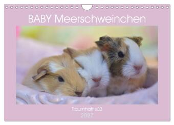 Kalender/Terminbuch BABY Meerschweinchen Traumhaft süß (Wandkalender 2027 DIN A4 quer), CALVENDO Monatskalender Calvendo