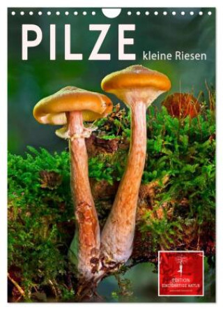 Naptár/Határidőnapló Pilze - kleine Riesen (Wandkalender 2027 DIN A4 hoch), CALVENDO Monatskalender Calvendo