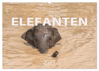 Kalendář/Diář ELEFANTEN Jumbos der Herzen (Wandkalender 2027 DIN A2 quer), CALVENDO Monatskalender Calvendo